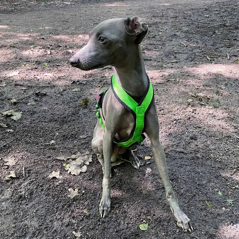 Sofa Dog Wear Geschirr "Little" - green