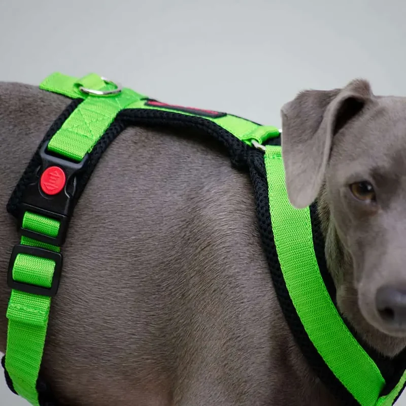 Sofa Dog Wear Geschirr "Little" - green