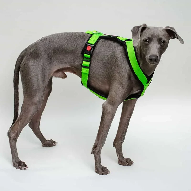 Sofa Dog Wear Geschirr "Little" - green