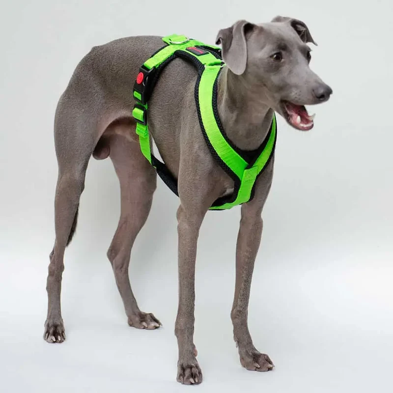 Sofa Dog Wear Geschirr "Little" - green