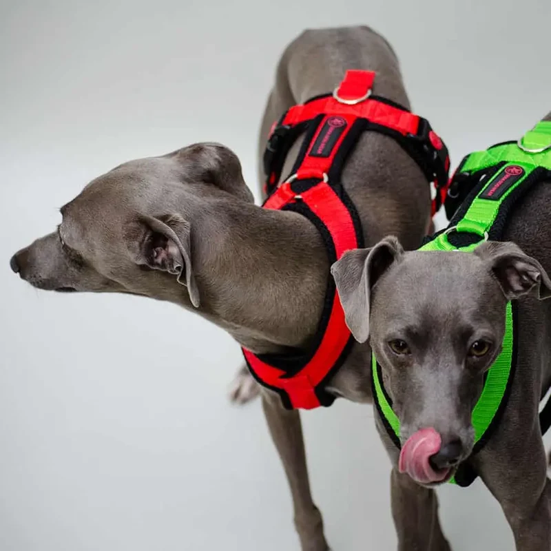 Sofa Dog Wear Geschirr "Little" - green