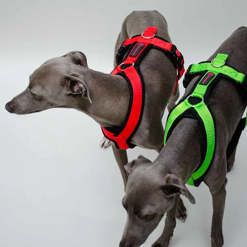 Sofa Dog Wear Geschirr "Little" - green