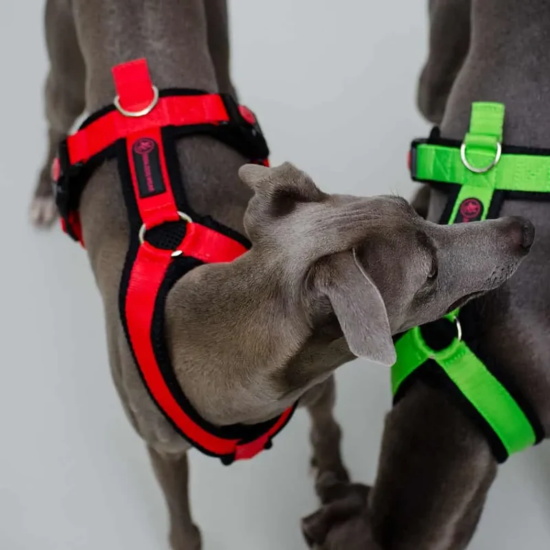 Sofa Dog Wear Geschirr "Little" - green