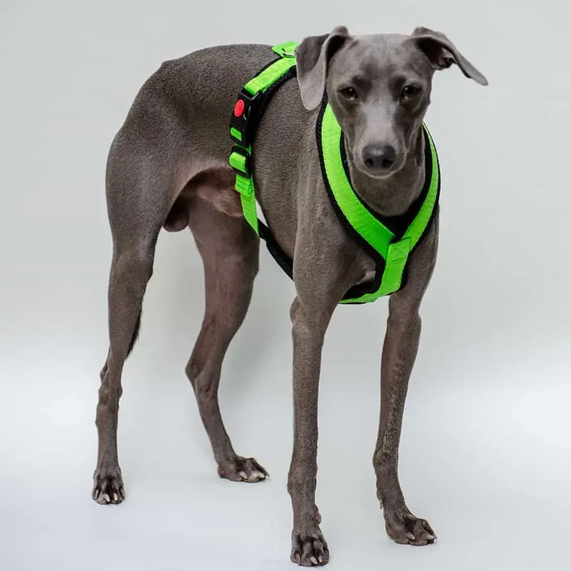 Sofa Dog Wear Geschirr "Little" - green
