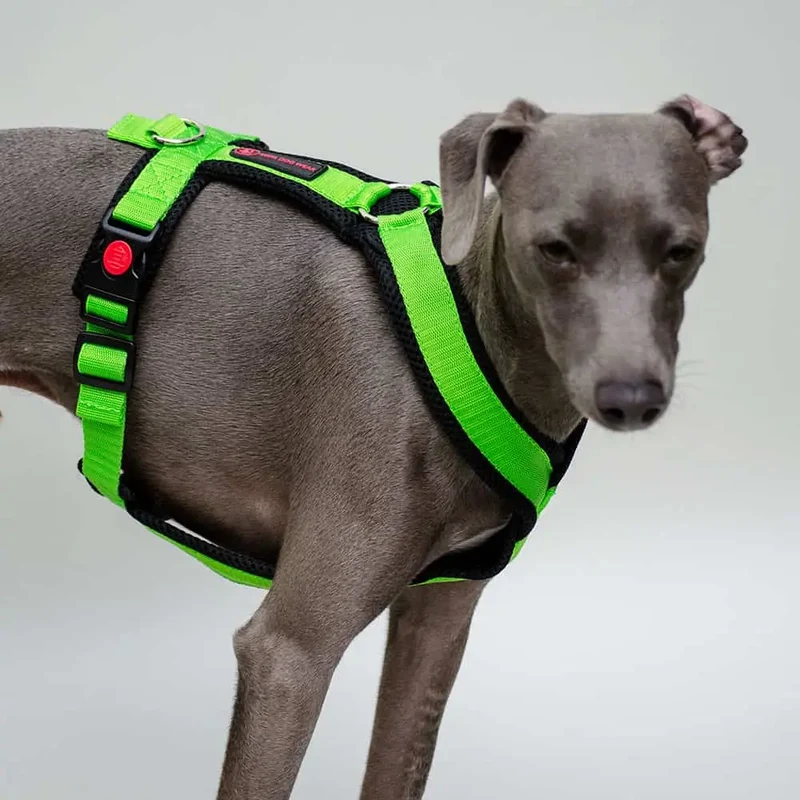 Sofa Dog Wear Geschirr "Little" - green