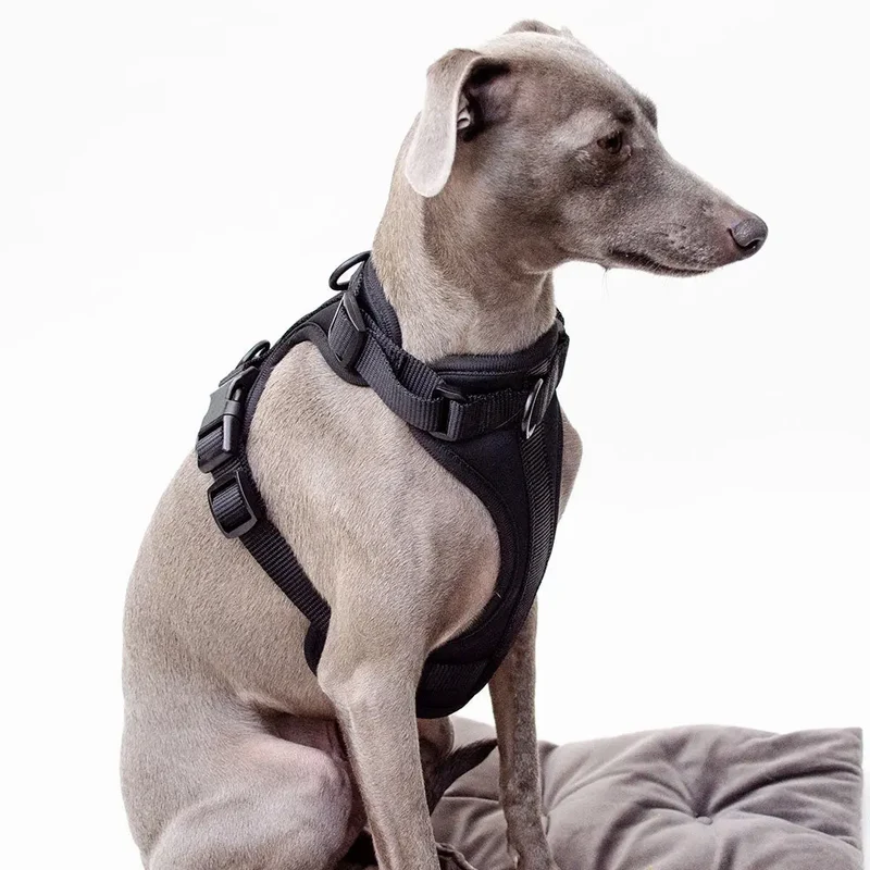 Hundegeschirr - "Soft & Safe" Black