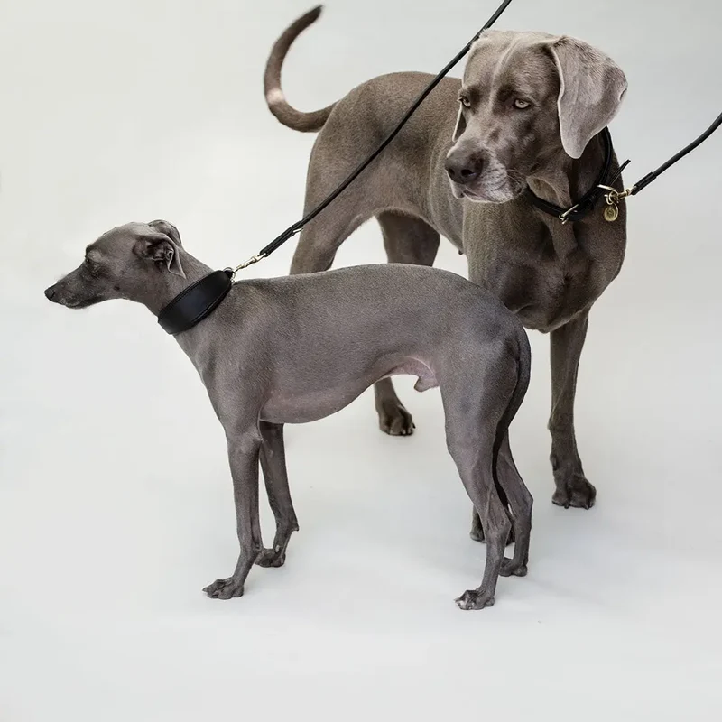 Lederhalsband für Windhunde - "Greyhound Black"