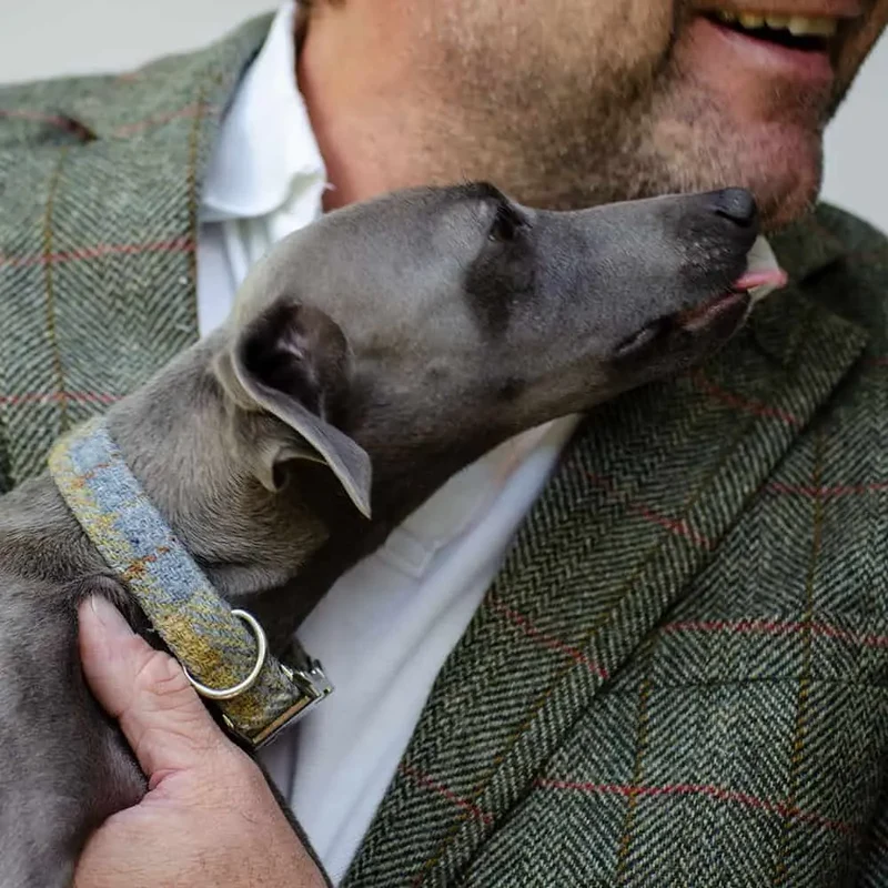 Hundehalsband Willy - Harris Tweed