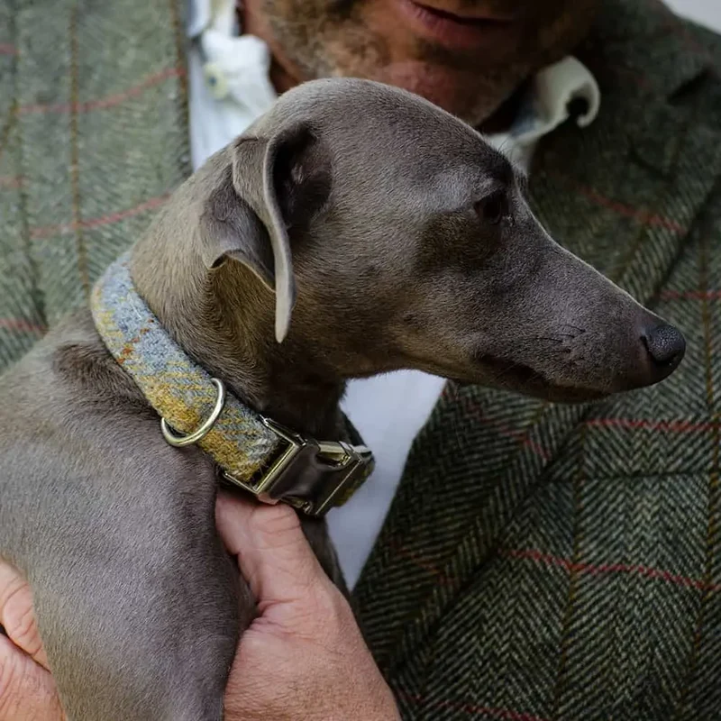 Hundehalsband Willy - Harris Tweed
