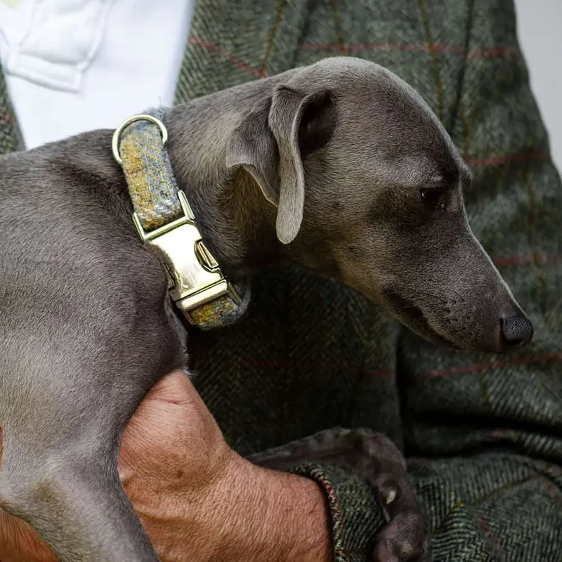 Hundehalsband Willy - Harris Tweed