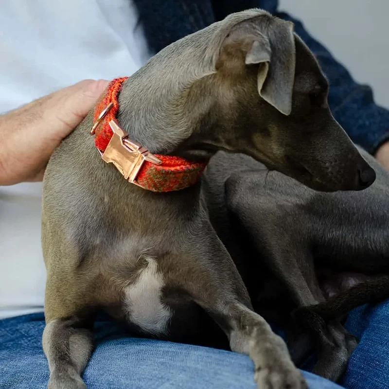 Hundehalsband Grace - Harris Tweed