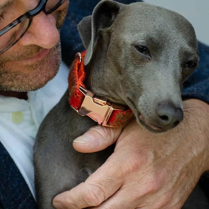 Hundehalsband Grace - Harris Tweed