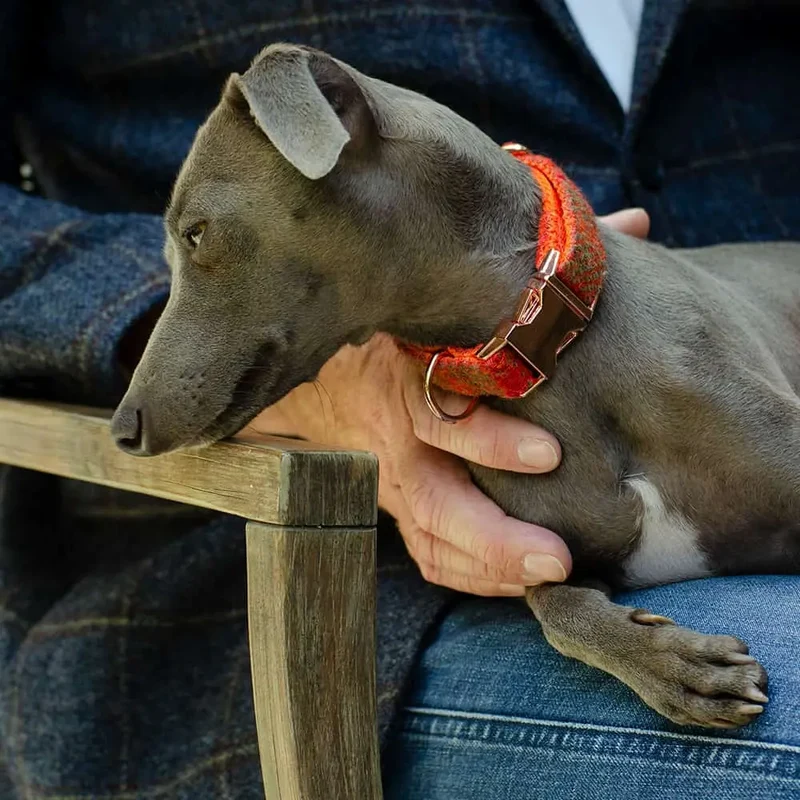 Hundehalsband Grace - Harris Tweed