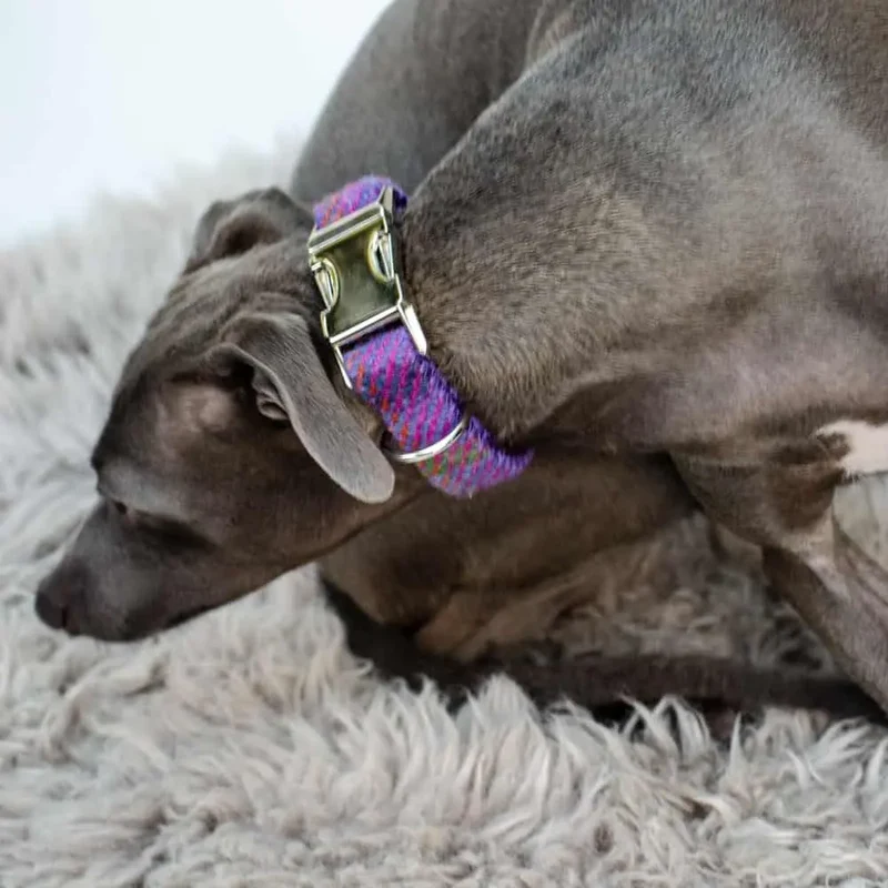 Hundehalsband Diana - Harris Tweed