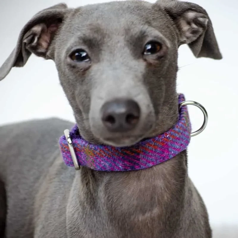 Hundehalsband Diana - Harris Tweed