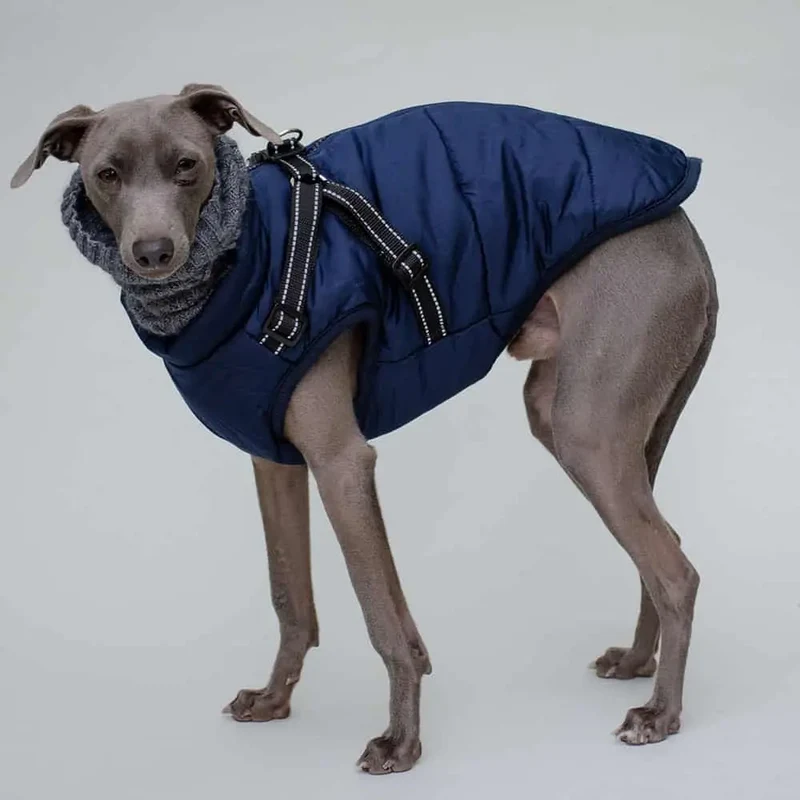 Hunde Sportswear Jacke - dunkelblauj