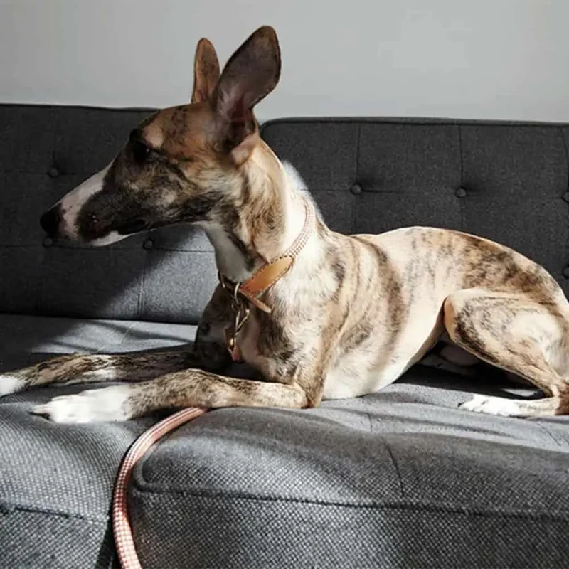 Das vintage Hundehalsband "Mountain" - senf