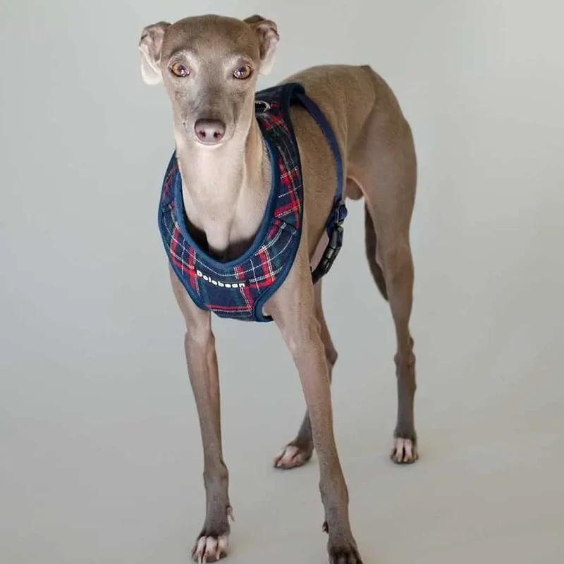 Hundegeschirr mit Leine - "Highland" - blau