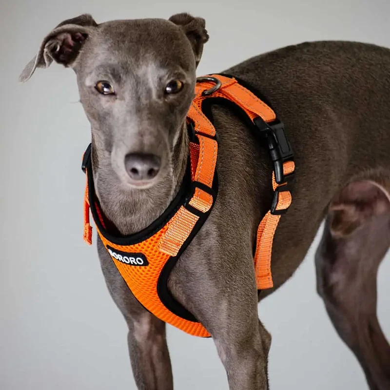 das verstellbare Hundegeschirr - "air mesh"
