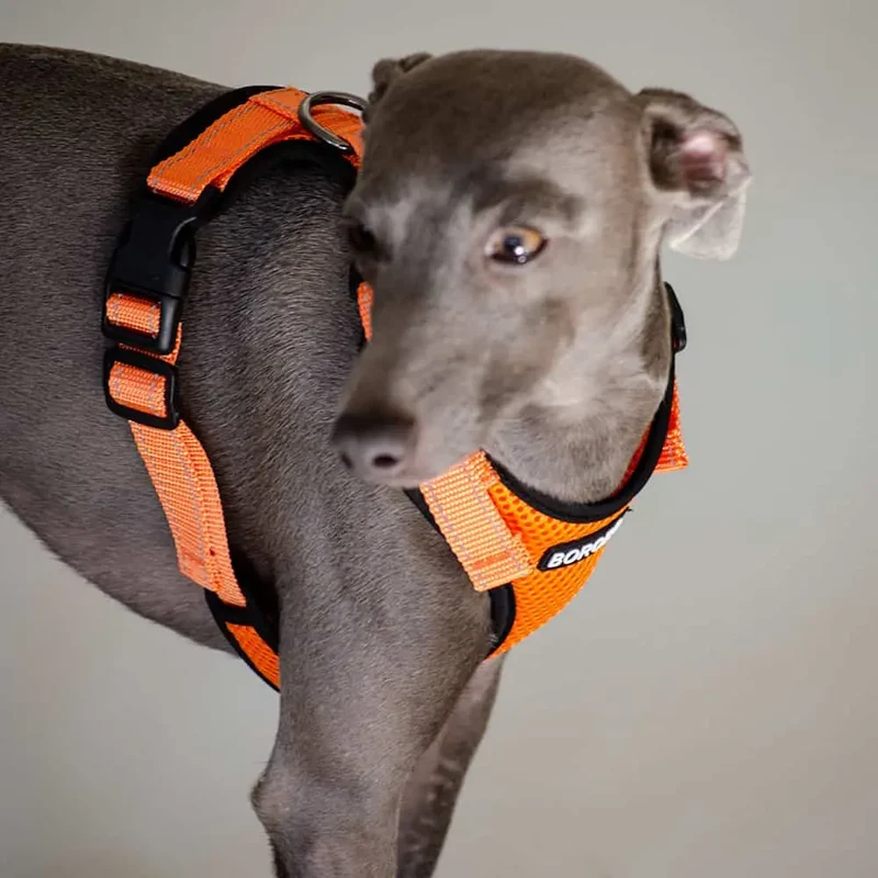 das verstellbare Hundegeschirr - "air mesh"