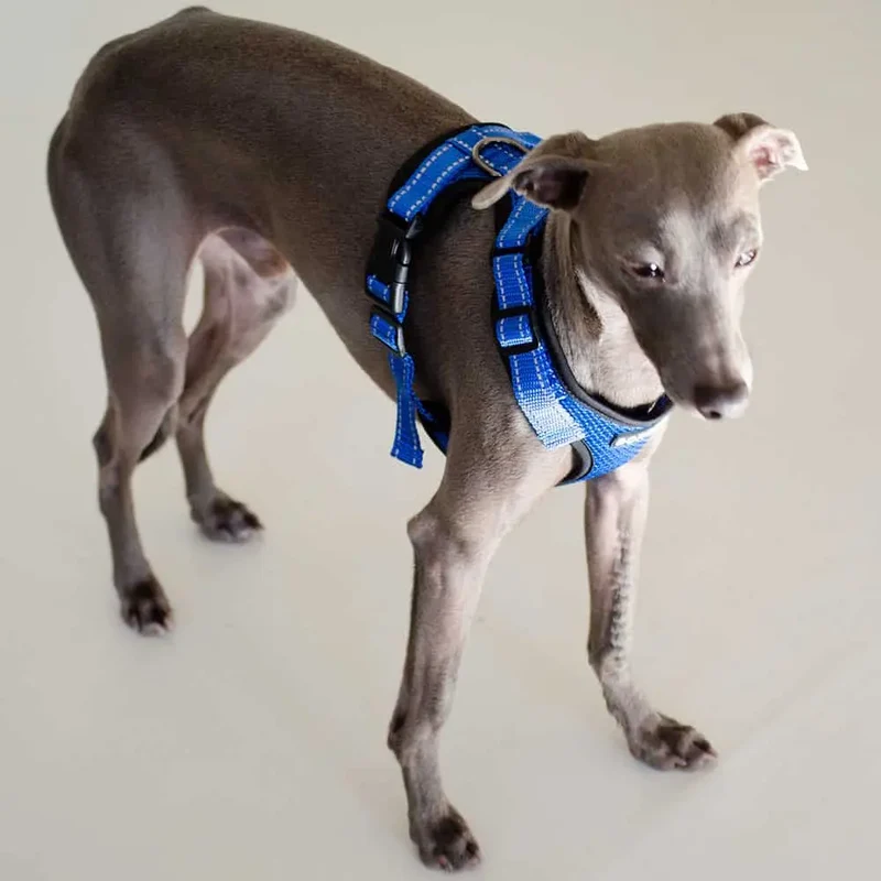 das verstellbare Hundegeschirr - "air mesh"