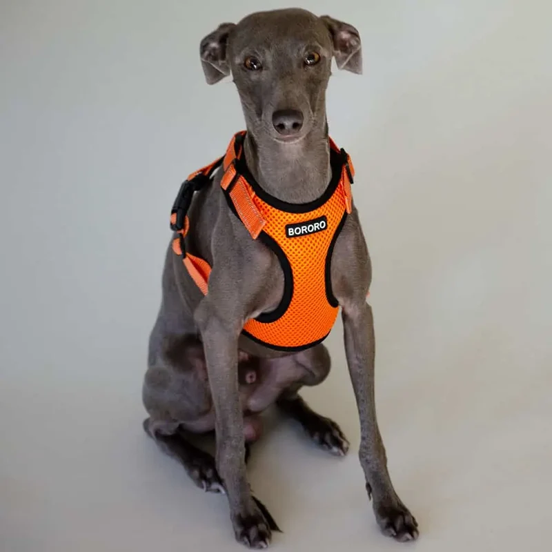 das verstellbare Hundegeschirr - "air mesh"