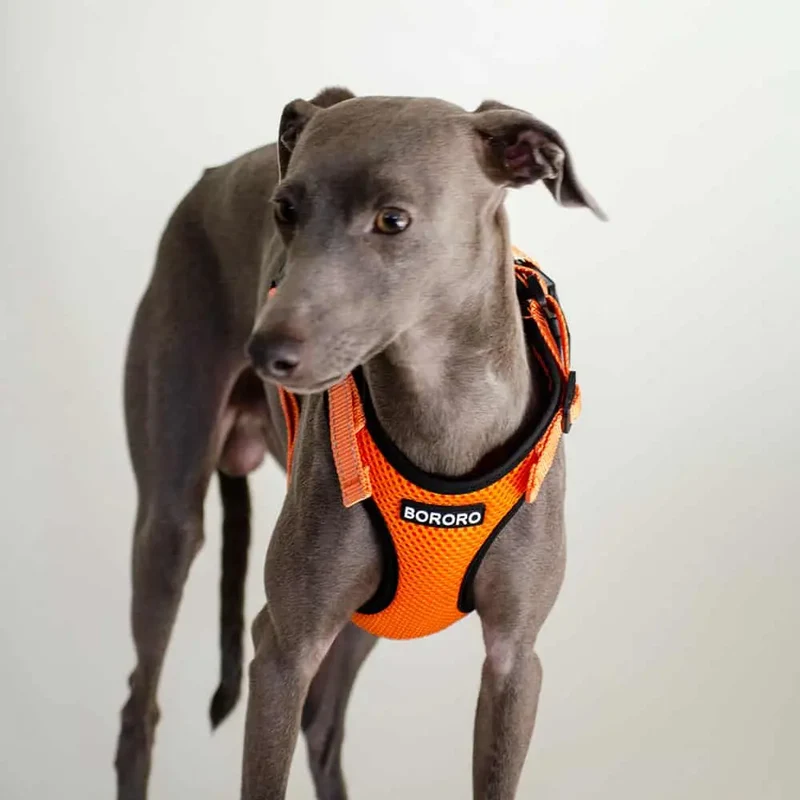 das verstellbare Hundegeschirr - "air mesh"