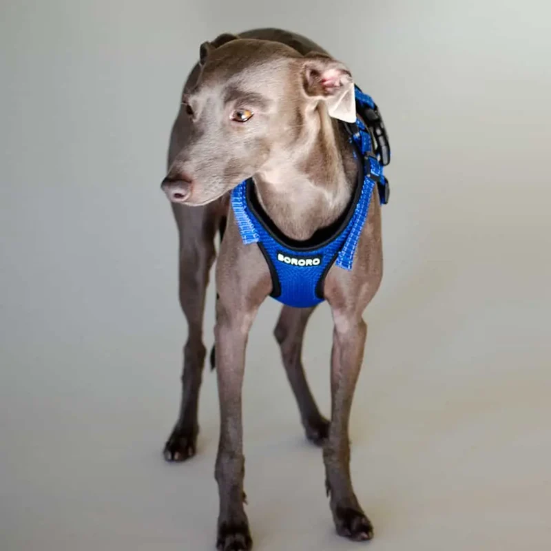 das verstellbare Hundegeschirr - "air mesh"