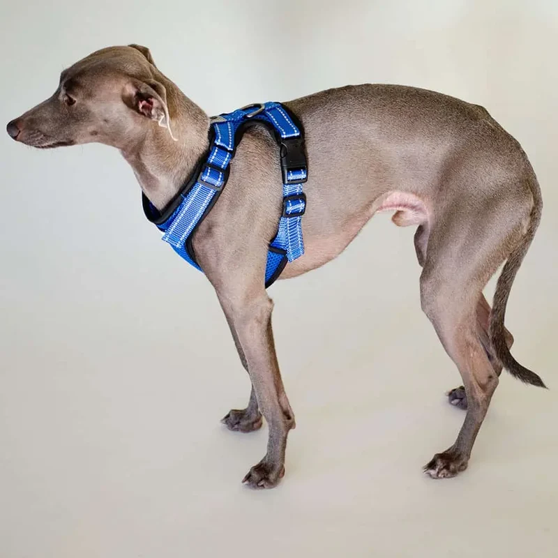 das verstellbare Hundegeschirr - "air mesh"