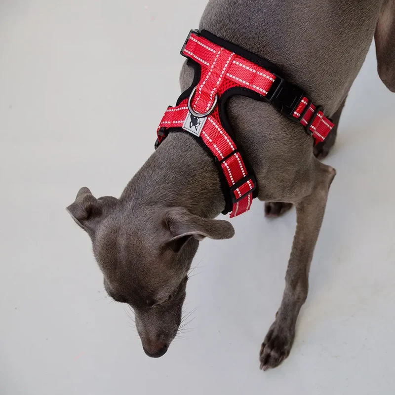 das verstellbare Hundegeschirr - "air mesh"