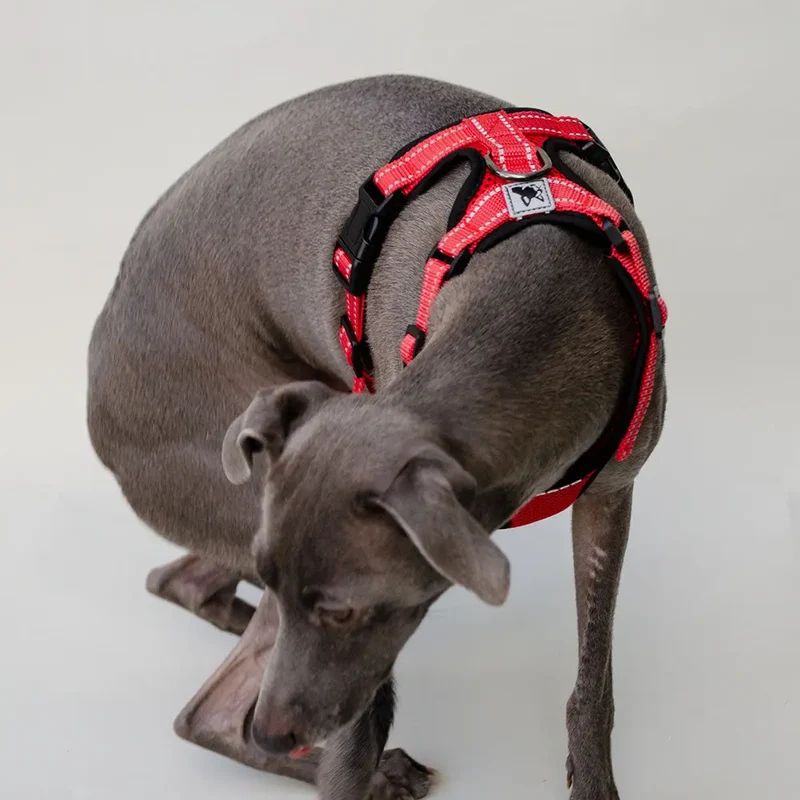 das verstellbare Hundegeschirr - "air mesh"