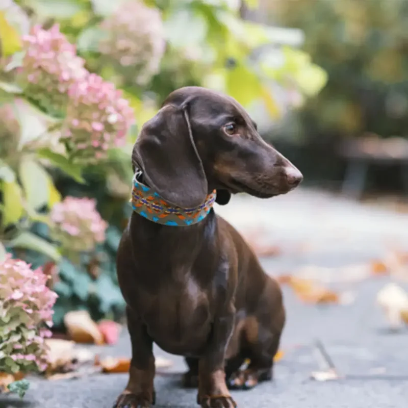 Bohemian Hundehalsband - "Olive Boheme Collar" - Buddys
